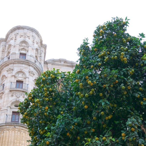 Malaga_Granada_Ronda_11_2017_ 164