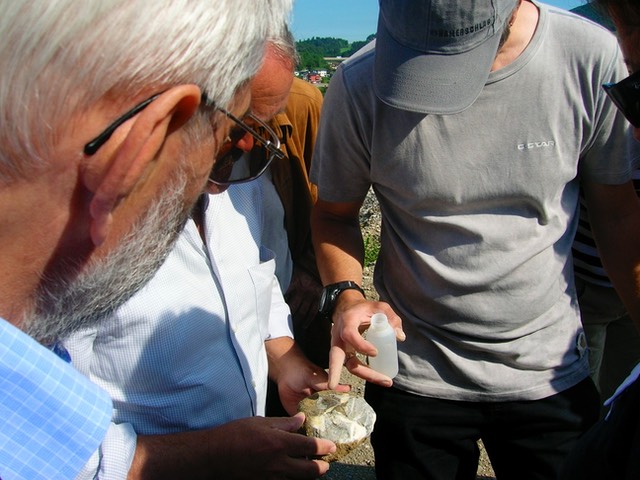 Schottergrube Thalgau,
Erdgeschichte