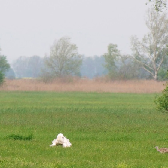 Trappenbalz,
Burgenland 04-13