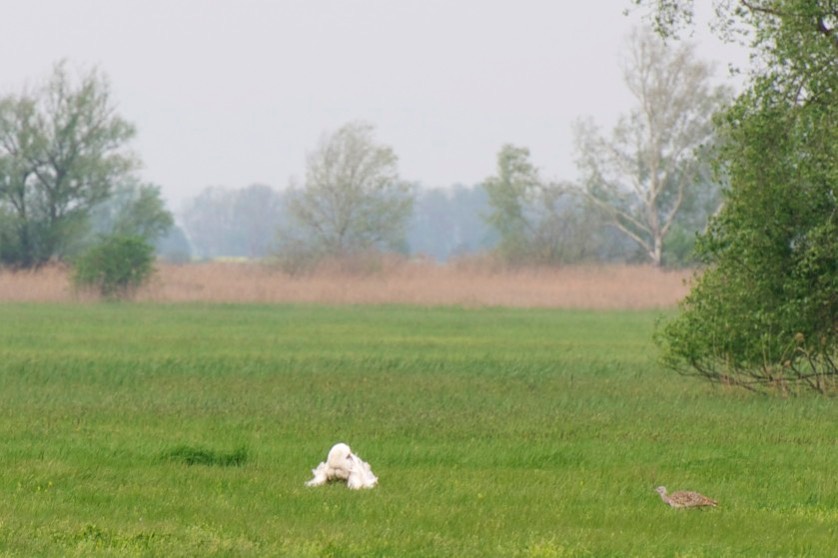 Trappenbalz,
Burgenland 04-13